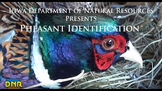 Pheasant Identification Iowa DNR [upl. by Nuahsyt]