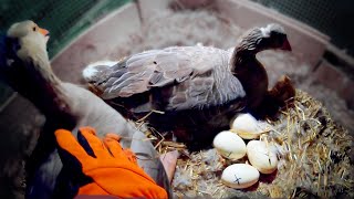 Geese Hatching Goose Eggs Start to Finish [upl. by Stiruc753]