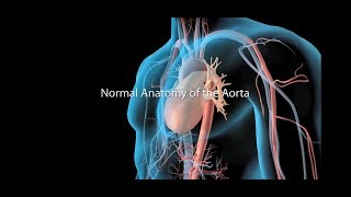 Aorta And Its Branches Anatomy [upl. by Euginom688]