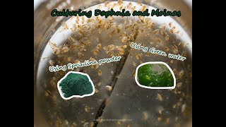 How To Culture Daphnia and Moinas using Green Water Spirulina powder [upl. by Keely930]