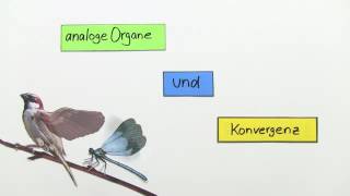 ANALOGE ORGANE UND KONVERGENZ  Biologie  Evolutionsbiologie [upl. by Lexie]