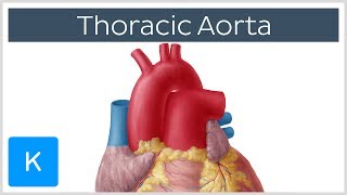 Basic plan of Aortic arches [upl. by Dempster]