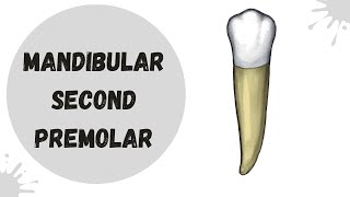 Mandibular Second Premolar  Tooth Morphology made easy [upl. by Yemiaj]