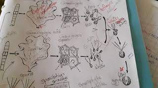 Ulva lactuca cycle de developpement thaloophyte part 1 [upl. by Inilahs]