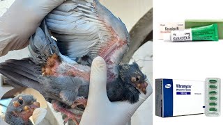 Pigeon Pox Treatment  Pigeon Pox Medicine [upl. by Adnilrev962]