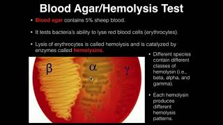 Microbiology HemolysisBlood Agar [upl. by Kelvin]