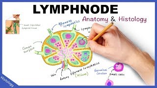 LYMPH NODE Anatomy amp Histology Simplified  Lymphatic System [upl. by Esertal]