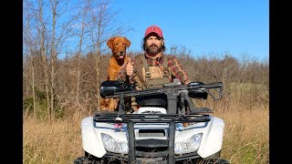 Fox Red Labrador Retriever Training Session [upl. by Parry506]