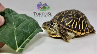 Box Turtle Care  Ornate Box Turtle [upl. by Macguiness42]