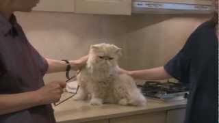 Persian Cat Grooming With The Pet Maven [upl. by Leirbaj781]