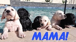 LABRADOR MOM TEACHES HER PUPPIES TO SWIM [upl. by Junius]