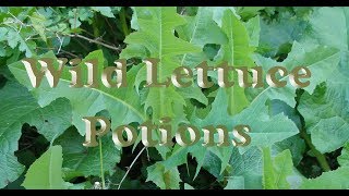 Wild Lettuce Potion  Lactuca Serriola Salve amp Tincture [upl. by Hackney]