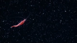 Spectacular Swimming Shrimp  Nautilus Live [upl. by Hayila343]