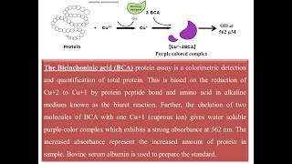 Protein Quantification using BCA method [upl. by Anderea]