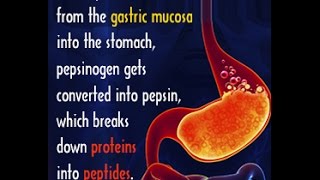 Pepsin Enzyme Structure Function and Important Facts [upl. by Enyar]