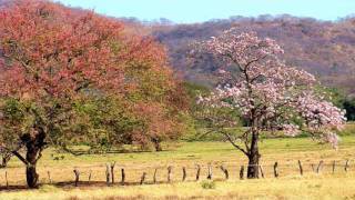 Punto Guanacasteco Folklore de Costa Rica [upl. by Waite]