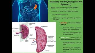 Anatomy amp Physiology of the Spleen [upl. by Marquet407]