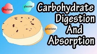 Carbohydrate Digestion And Absorption  Carbohydrate Metabolism [upl. by Nongim]