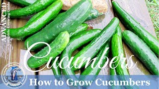 THE EASIEST WAY TO TRELLIS CUCUMBERS POLE BEANS AND MORE [upl. by Bennink505]