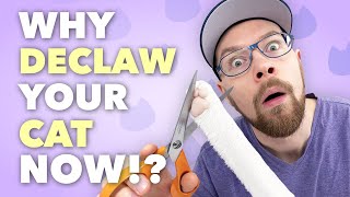 Why you should declaw your cat [upl. by Vas]