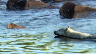 Determined Wolf Catches Young Calf  BBC Earth [upl. by Maximo752]