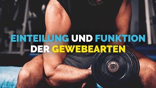 Einteilung und Funktion der Gewebearten  OTL FitnesstrainerBLizenz [upl. by Nemzzaj]