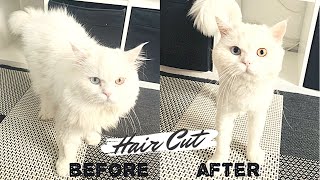 Cat Grooming  Hair Cut  Persian  Snowy [upl. by Alberik284]