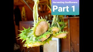 Harvesting Sunflower Seeds Part 1  Drying Seed Heads [upl. by Eliza197]