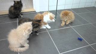 Persian kittens playing with bug [upl. by Ennis]