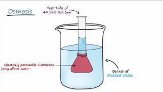 Diffusion amp Osmosis [upl. by Nazler750]