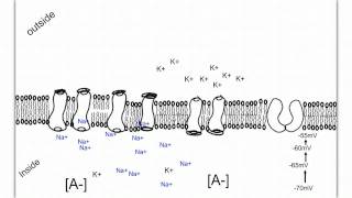 Neuron Action Potential and Propagation [upl. by Sidoney]