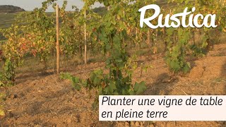 Planter une vigne de table en pleine terre [upl. by Yurt]