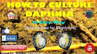 HOW TO CULTURE DAPHNIA In Easy Way [upl. by Thorman]