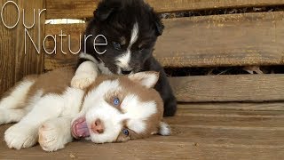 Cutest Puppies Playing Compilation 2017 [upl. by Hayden]