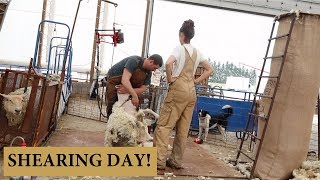 How We Shear Our Sheep THE CHARLIE METHOD Vlog 141 [upl. by Craggie]