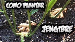 Como Plantar O Cultivar Jengibre En Casa Con Exito  La Huertina De Toni [upl. by Kendrah655]