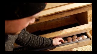 The Secret to Clean Eggs Roll Away Nesting Boxes [upl. by Beore]