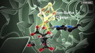 How Enzymes Work from PDB101 [upl. by Sudnor953]