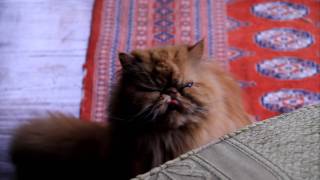 Adorable Ginger Persian Cat Meowing [upl. by Rinna262]