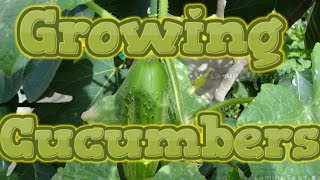 How to Grow Cucumbers in Your Garden [upl. by Ferrick]