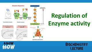 Regulation of enzyme activity [upl. by Zetniuq]