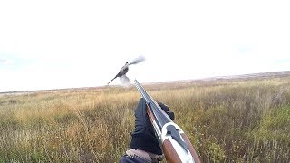 INSANE Pheasant HUNTING CATCH CLEAN COOK [upl. by Amsaj]