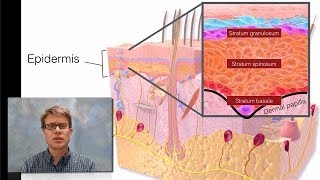 Integumentary System [upl. by Tloc895]