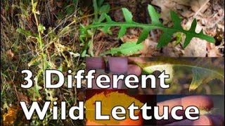 Wild Lettuce How to Identify 3 Different SpeciesCanadensis Serriola Virosa [upl. by Ennovahs]