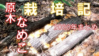 【キノコ栽培】2020年なめこ原木栽培まとめ [upl. by Gregorio]