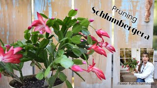 Prune Your Schlumbergera Christmas  Thanksgiving Cactus [upl. by Znerol216]