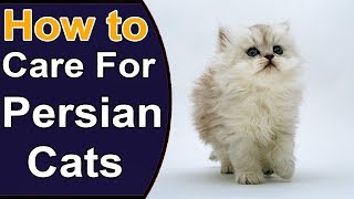 How To Care For Persian Cats  Things to Know About Persian Cats [upl. by Rush76]