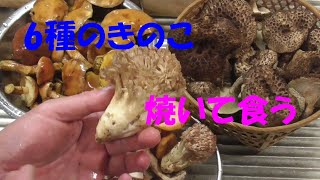 【コウタケ】6種類の天然キノコを焼いて食べ比べてみた【ホウキタケ】 [upl. by Neau721]