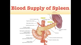 Blood Supply of Spleen [upl. by Tymothy]