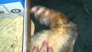 Ferret Insulinoma Seizure [upl. by Standley]